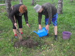 Озеленение наших сел и деревень, посадка деревьев
