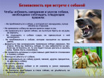 Меры предосторожности при встрече с бродячими собаками